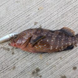 アコウにキス食われる